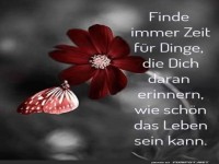 Blumenweisheit und Schmetterlingsmomente