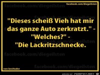 diegeilsten Lackritzschnecke