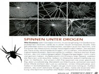 Spinne