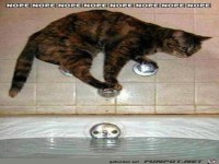 Die Katze will nicht ins Bad