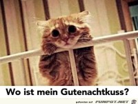 Katze will Gute-Nacht-Kuss