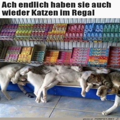 Endlich-wieder-Katzen-im-Regal.jpg von Rebecca