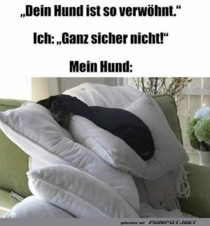 Verwöhnter-Hund.jpg auf www.funpot.net