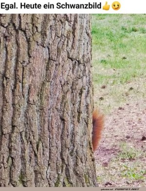 Versteckspiel-Profi:-Nur-der-Schwanz-verr�t-es!.jpg auf www.funpot.net