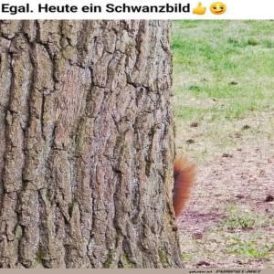 fun-Bild: Versteckspiel-Profi: Nur der Schwanz verr&auml;t es!