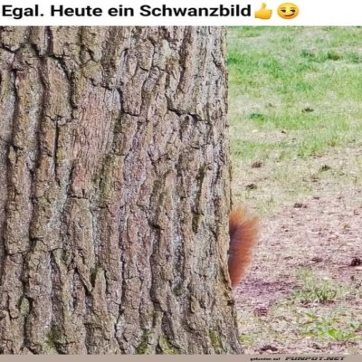 Versteckspiel-Profi:-Nur-der-Schwanz-verr&auml;t-es!.jpg von Felia-51