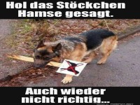 Neues Spiel? Hund holt Verbotsschild!