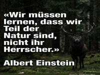 Wenn Einstein mit Waldgeistern plaudert