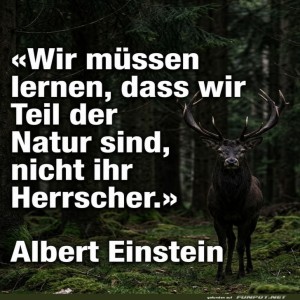 Wenn-Einstein-mit-Waldgeistern-plaudert.jpg von Nachtstern