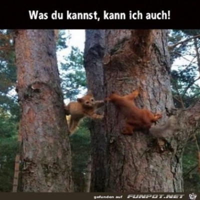 Katze-kann-das-auch.jpg von Brenda