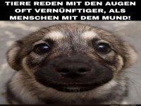 Hundeweisheit �ber Kommunikation