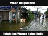 Hunde trotzen dem Unwetter