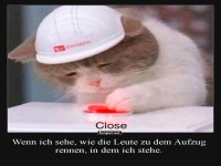 Katze drckt Knopf mit Schutzhelm
