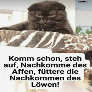 fun-Bild: Königliche Katzenermahnung