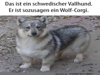 Wenn ein Wolf und ein Corgi Cousins w�ren