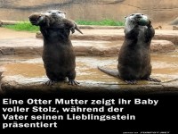 Otter-Eltern auf Stolz-Tour