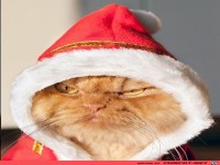 B�se Weihnachtskatze