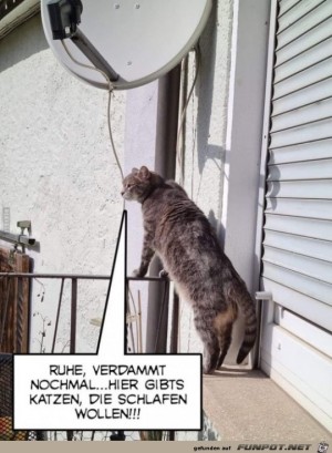 Ruhe,-verdammt-noch-mal.jpg auf www.funpot.net