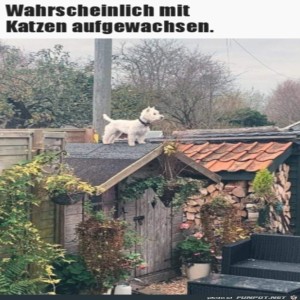 fun-Bild: Ist wohl mit Katzen aufgewachsen