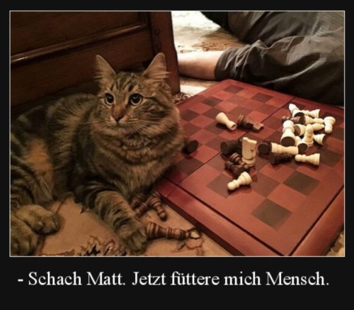 Schach-Matt.jpg auf www.funpot.net