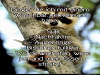 Gemeinsamkeiten mit einem Waschbären