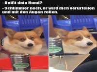 Hund mit Urteilskraft und Augenrollen