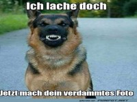 L�chelnder Hund mit eigenem Stil