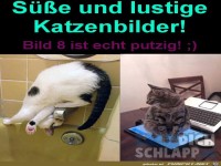 Katzenbilder