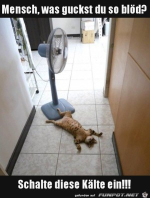 Katze-khlt-sich-ab.jpg auf www.funpot.net