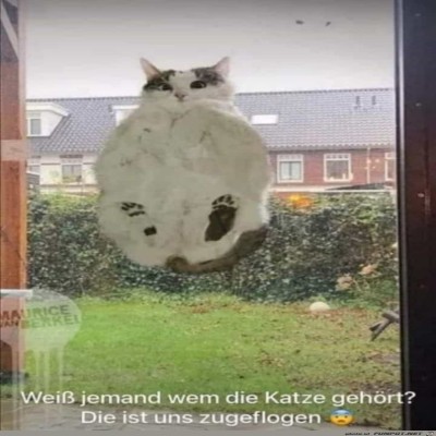 Katze-zugeflogen.jpg von Luka