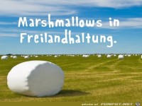 Gro�e Marshmallows