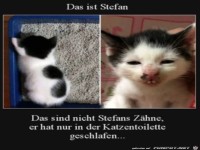 K�tzchen sieht lustig aus