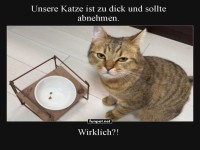 Katzen-Diät: Essen oder nicht?