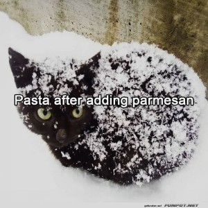 Winterlicher-Parmesan-Look-für-Katzen.jpg von Gregor