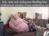 Home Office auf Schweineart