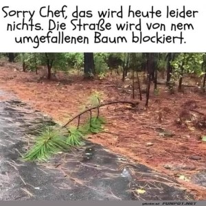 Baum-Drama-in-Kleinformat.jpg von Leona
