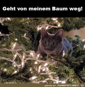 Weg-vom-Baum.jpg auf www.funpot.net