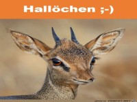 Hallo