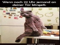 �berraschte Katze nach 22 Uhr