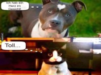 Hund mit Herz im Gesicht, Katze beeindruckt