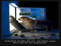 Katzen und Hunde am nchtlichen Khlschrank