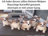 Flauschige Welpengang auf Entdeckungstour