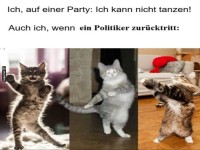 Katzen und der R�cktrittstanz