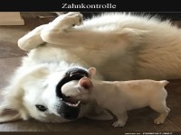 Zahnarztbesuch fr Vierbeiner!