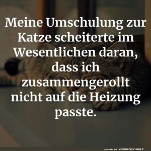 Zu-groß-für-die-Katzenschule!.jpg von Schneeflittchen