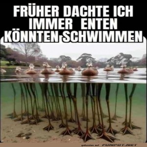 fun-Bild: Enten-Mythen: Aufgedeckt!