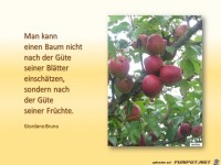 man kann einen Baum nicht...