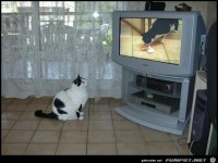Cat-Channel