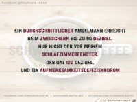 Wie laut wird eine Amsel