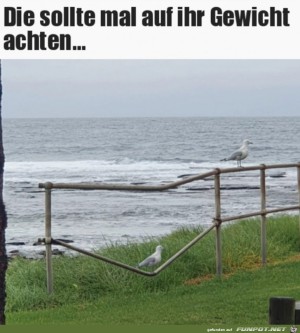 Schwerer-Vogel.jpg auf www.funpot.net